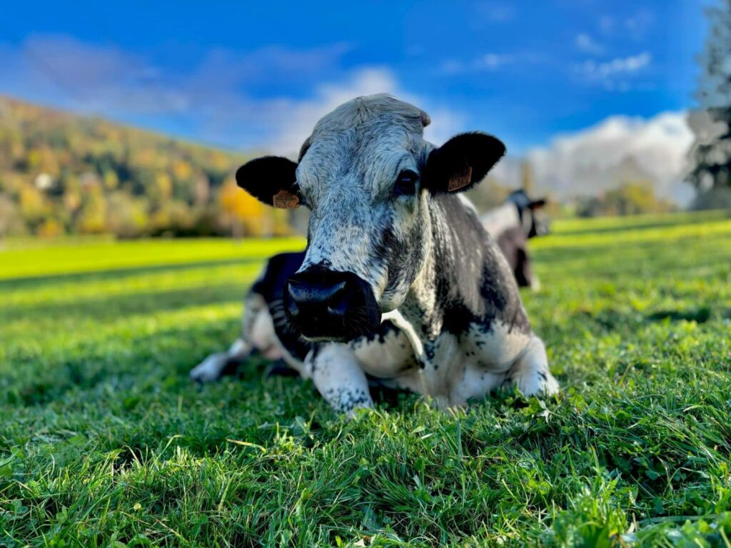 ferme schoeffel
