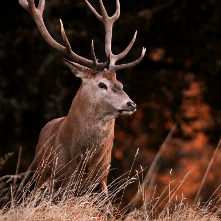 Sortie brame du cerf au Markstein : une expérience unique (en Septembre)