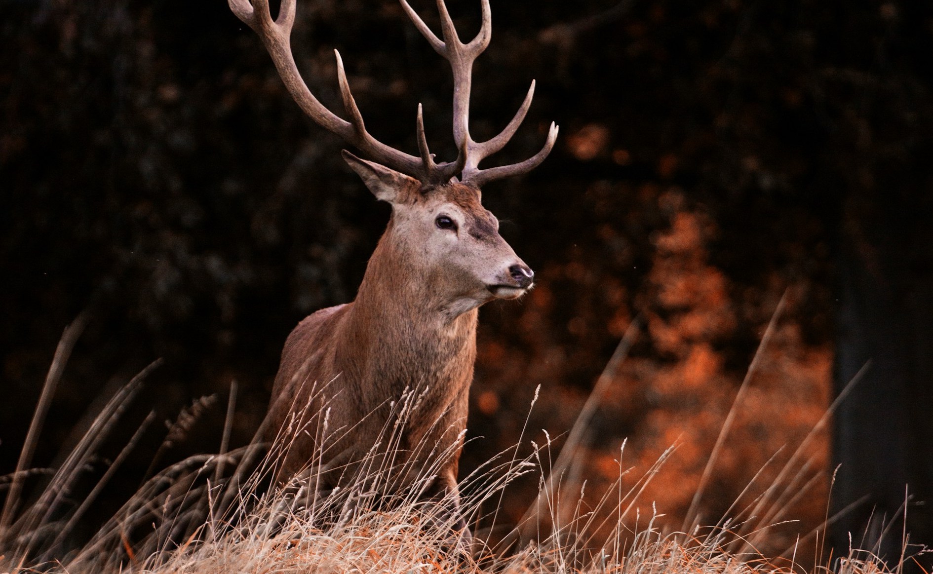 Sortie brame du cerf au Markstein : une expérience unique (en Septembre)