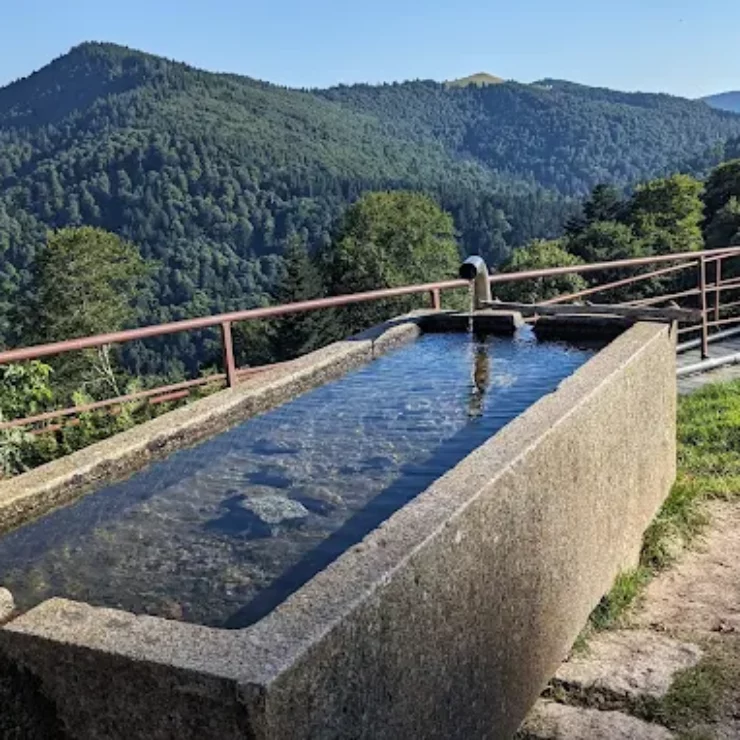 Découverte de la Ferme Auberge Felsach : immersion gourmande et détente dans les Hautes-Vosges